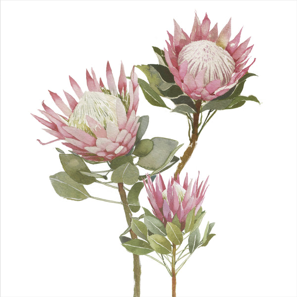 Protea Print